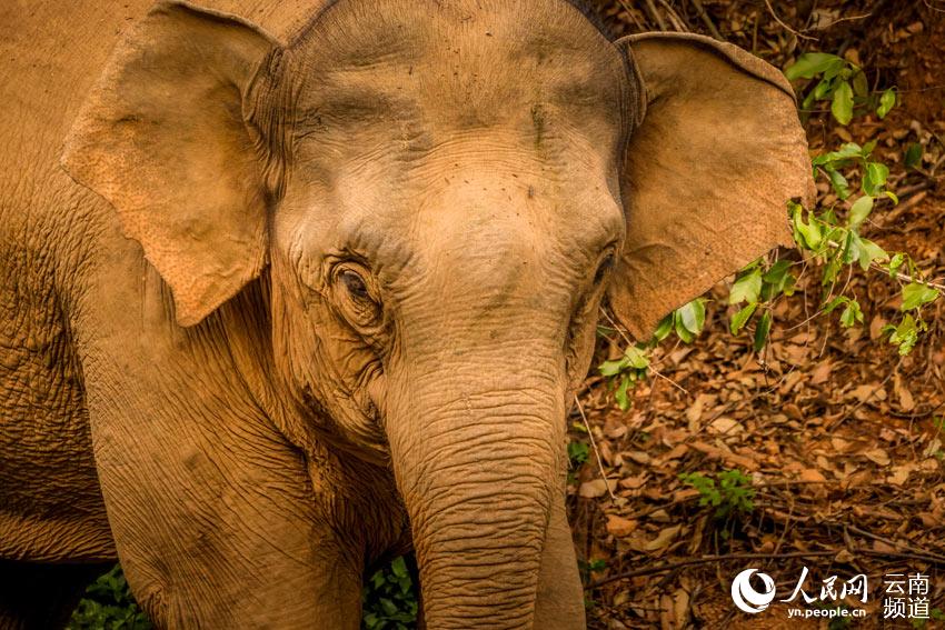 云南北移象群的高萌瞬间！哪一幕让你印象深刻