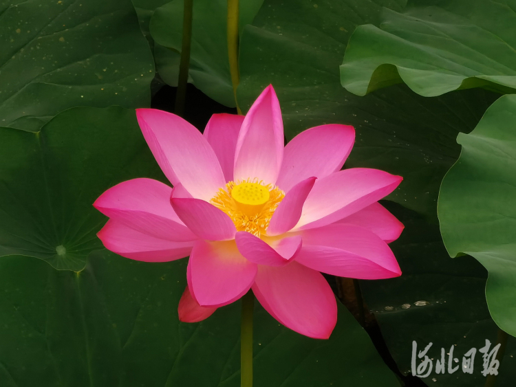 河北石家莊：夏日荷花別樣紅