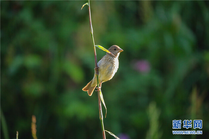 드론으로 촬영한 호북 파동 소신농가의 비경_fororder_2021-0809-tp-7
