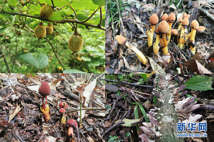 드론으로 촬영한 호북 파동 소신농가의 비경_fororder_2021-0809-tp-8