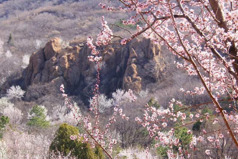 大芦花风景区樱花图片