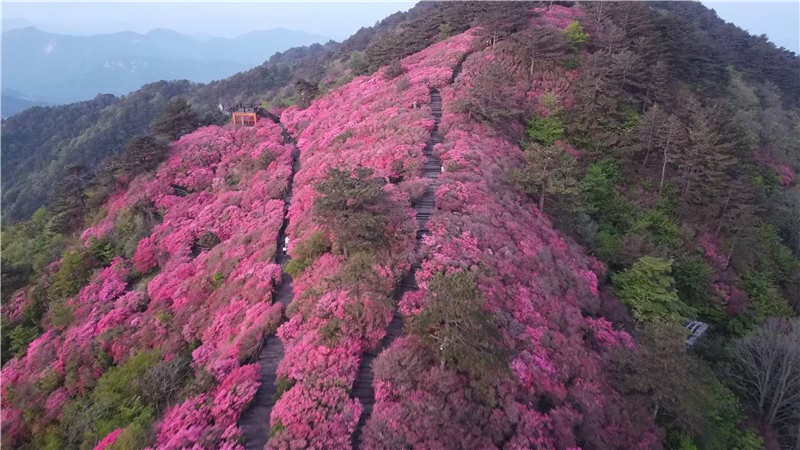 2021年龟峰山花期图片