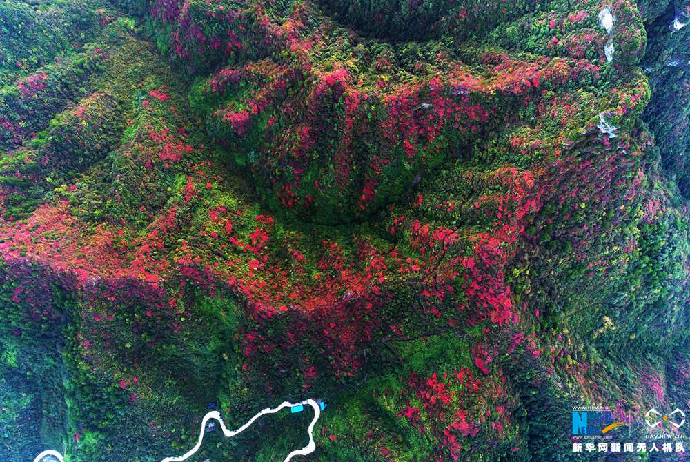 【环保视点 自然生态 图文摘要】航拍重庆酉阳秋日红叶 如同从天上洒落的花瓣