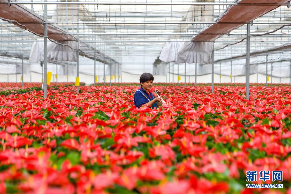 河北魏县：发展花卉经济助农增收