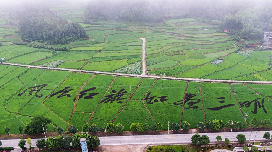 福建宁化:稻田彩绘勾画出"红""绿"交融的美景 助力老区乡村振兴