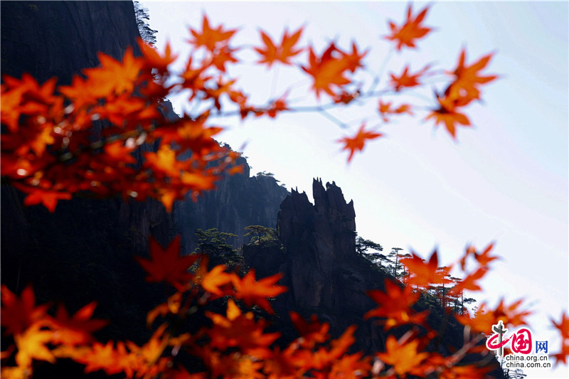 黃山：秋葉與秋陽秋雲交織 燦若圖繡