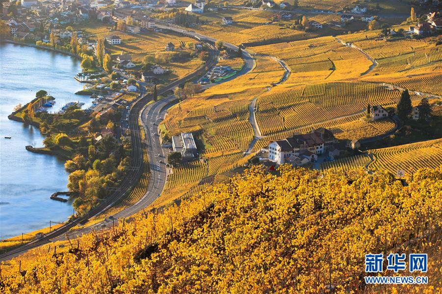 瑞士拉沃葡萄園深秋景色迷人
