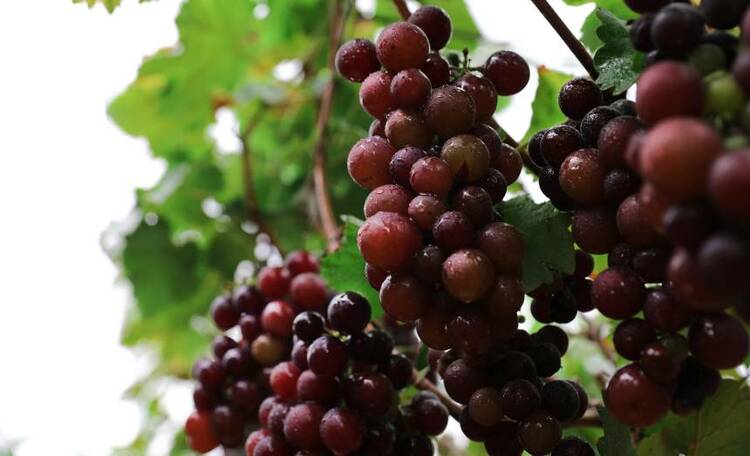 广西梧州市：葡萄挂果 助农增收