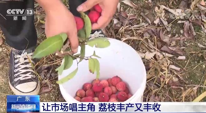 廣東：讓市場唱主角 荔枝豐産又豐收