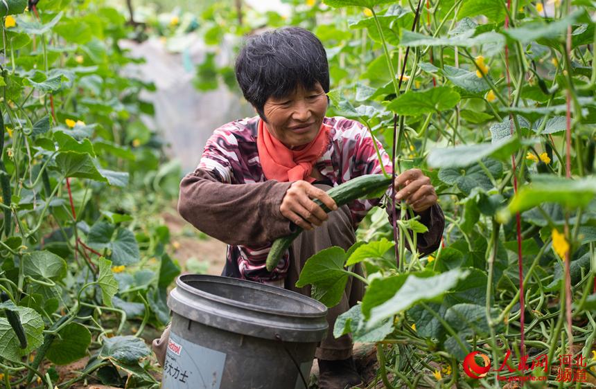 河北枣强：订单黄瓜助农增收