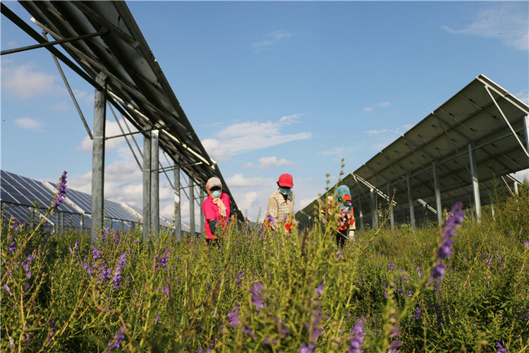 河北平泉：發展“農光互補”産業園 助力農業快速發展