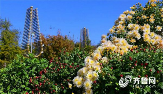 德州锦绣川菊展:菊花一枝独秀争相斗艳 德州锦绣川菊展:菊花一枝独秀争相斗艳_fororder_1509429749275_meitu_4