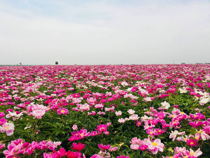 【ok】【河南供稿】平頂山市郟縣冢頭鎮：芍藥盛開致富花