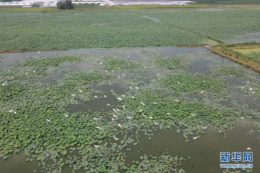 河北新河：藕田鹭影