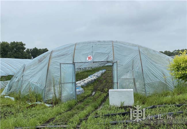 黑龍江26個畜牧縣治污設施升級改造 畜禽糞污綜合利用率80.1%