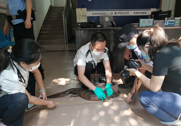 【原創】重慶城口：警民攜手共同救助國家二級保護野生動物_fororder_圖片1