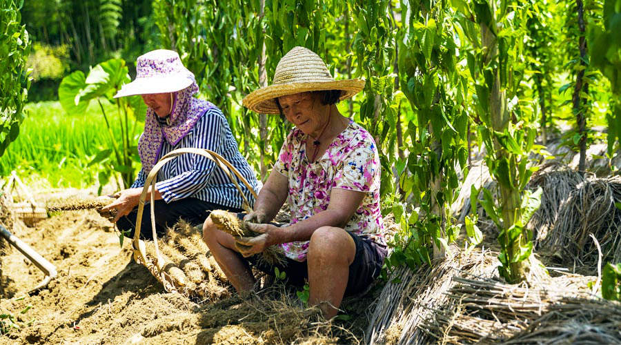 福建寧化：千畝山藥喜獲豐收 老區群眾增收致富有了新渠道