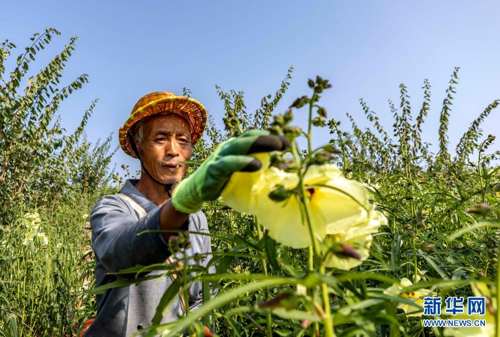 貴州黔西：中藥材種植助農增收