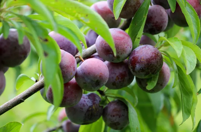 和“李”相约 广元青川脆红李采摘正当时_fororder_640.webp