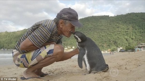 企鹅被老人搭救 每年游8000公里回来看恩人(图)