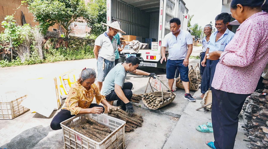 福建寧化：千畝山藥喜獲豐收 老區群眾增收致富有了新渠道