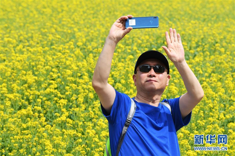 山西太原：油菜花开引游人