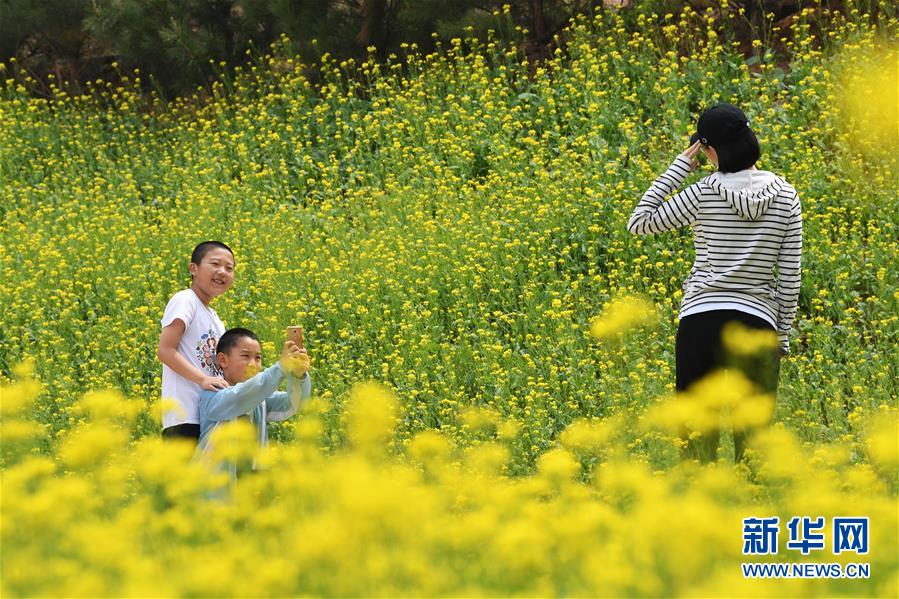 山西太原：油菜花开引游人