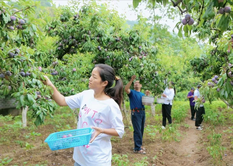 和“李”相约 广元青川脆红李采摘正当时_fororder_640.webp-(1)