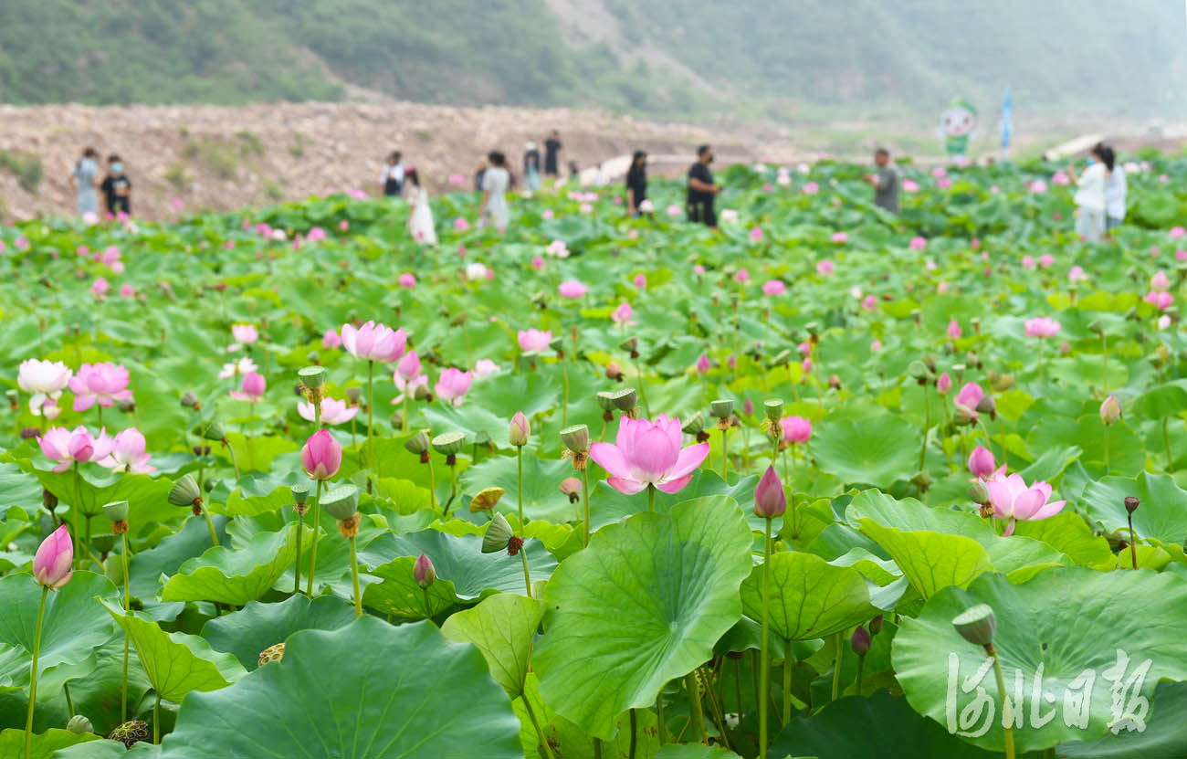 河北沙河：荷塘美景引客來