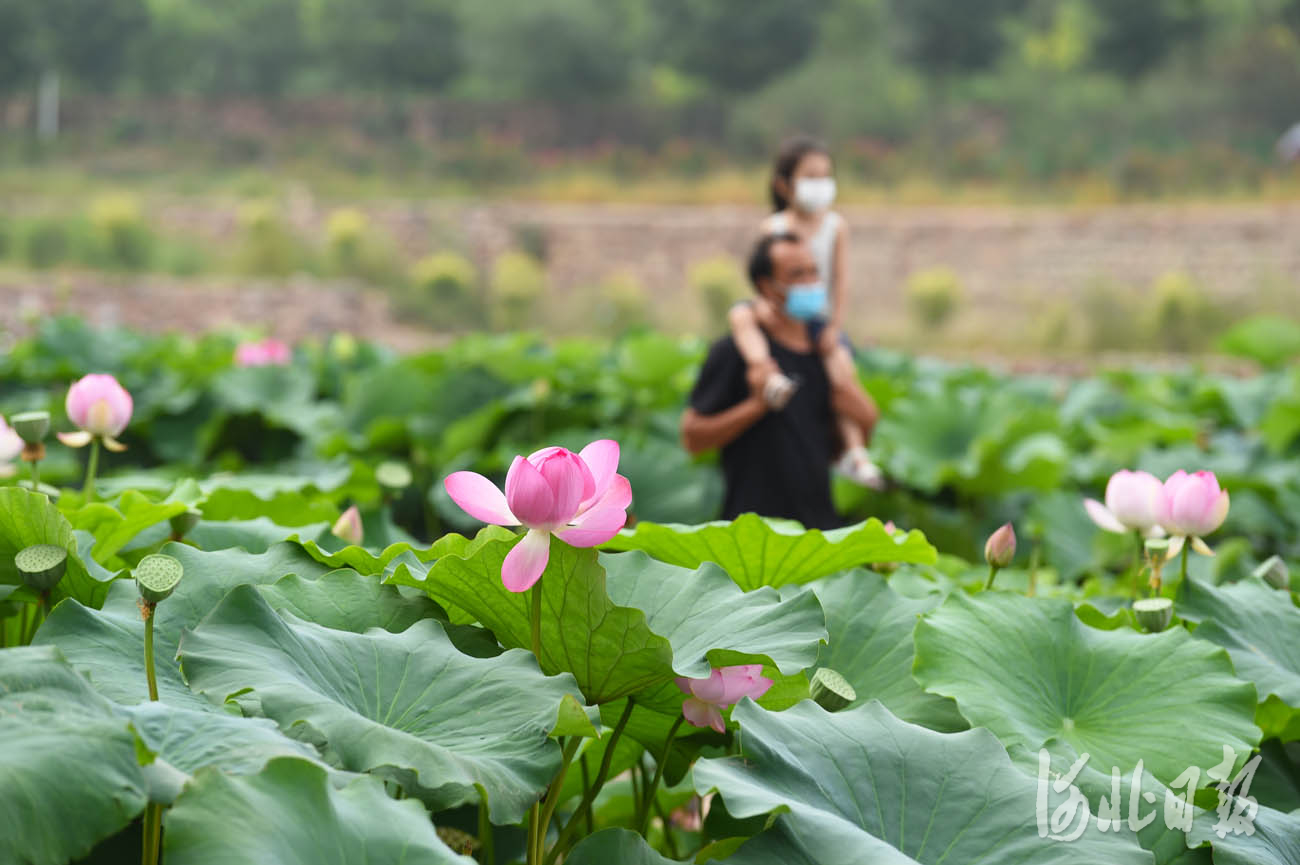 河北沙河：荷塘美景引客來