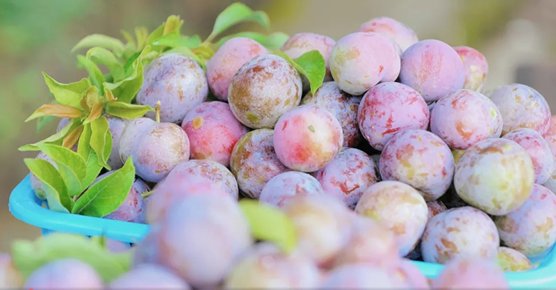 和“李”相约 广元青川脆红李采摘正当时_fororder_640.webp-(3)