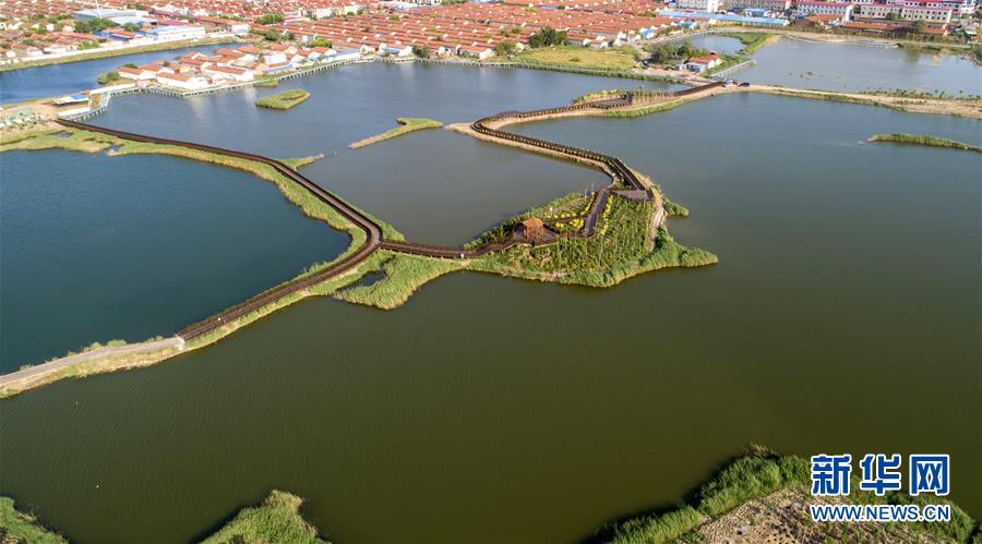 河北黄骅：“引湿地入园”打造节约型生态城市