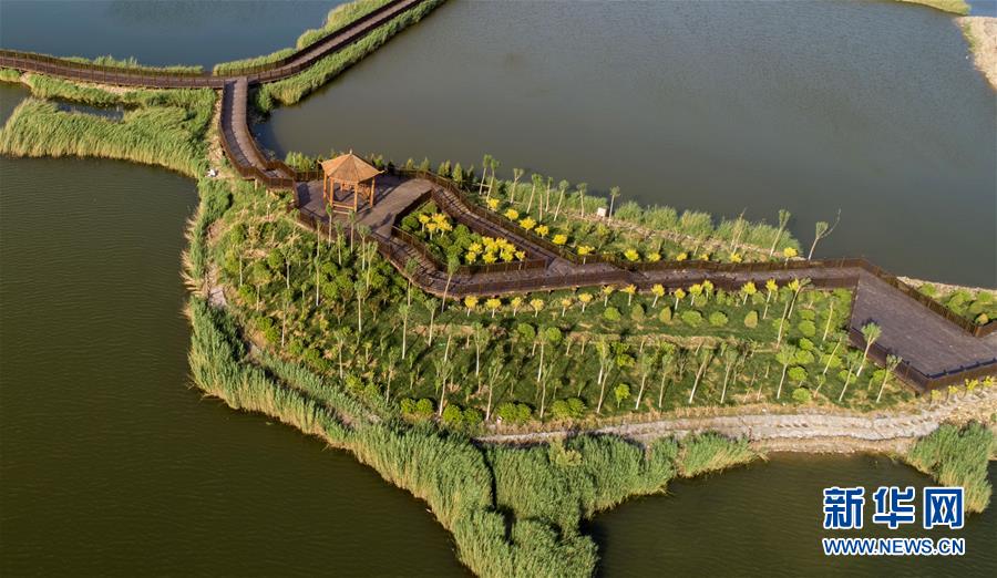 河北黄骅：“引湿地入园”打造节约型生态城市