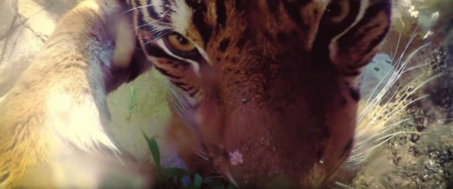 动物园装相机:老虎野猪留“倩影” 谁更会自拍? 动物园装相机:老虎野猪留“倩影” 谁更会自拍?