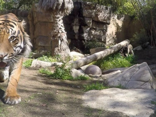 动物园装相机:老虎野猪留“倩影” 谁更会自拍? 动物园装相机:老虎野猪留“倩影” 谁更会自拍?