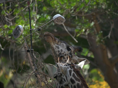 动物园装相机:老虎野猪留“倩影” 谁更会自拍? 动物园装相机:老虎野猪留“倩影” 谁更会自拍?