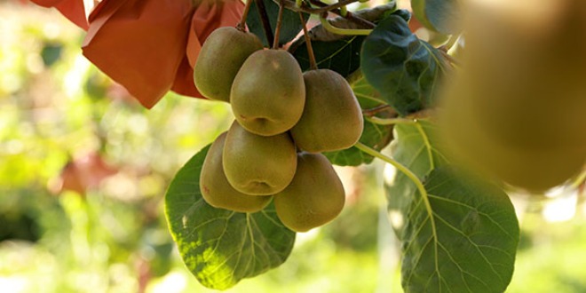 宜賓興文：8000畝獼猴桃陸續進入採摘期