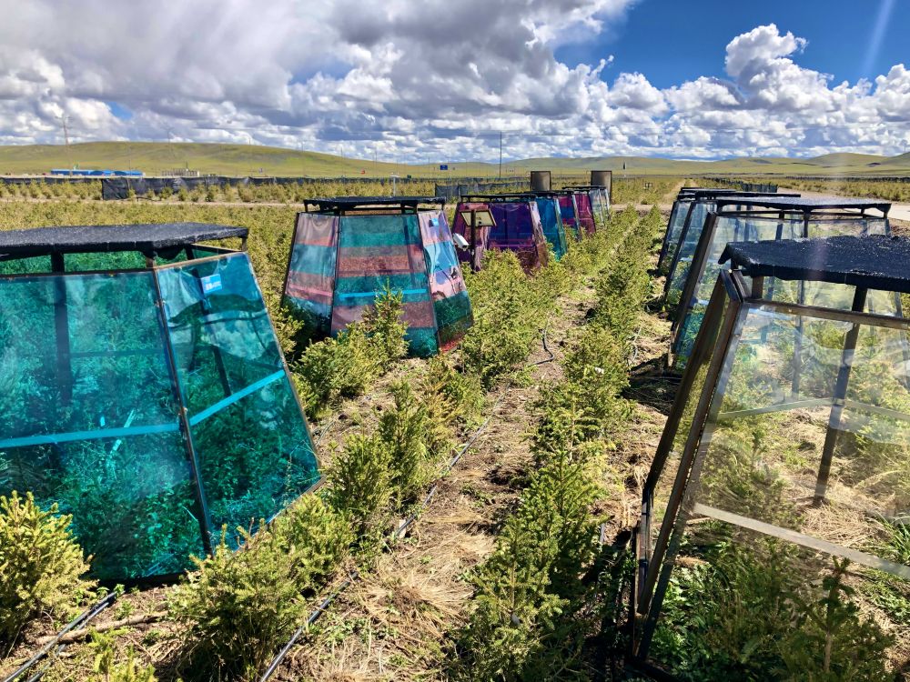 雪域歡歌70載·西藏啟航新時代｜曾經“沒有一棵樹的城市”，如今有了一片“科技林”