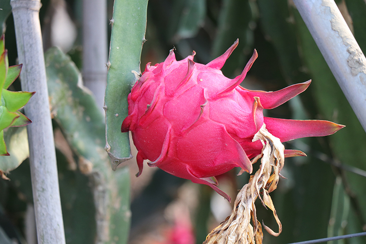 供图 什邡市委宣传部国际在线四川消息:8月盛夏,鲜甜多汁的火龙果迎来