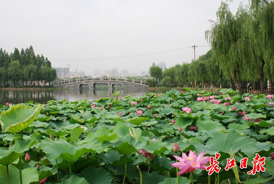 武漢公園荷花美成一幅畫