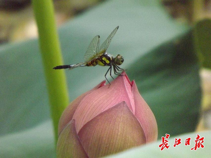 武漢公園荷花美成一幅畫