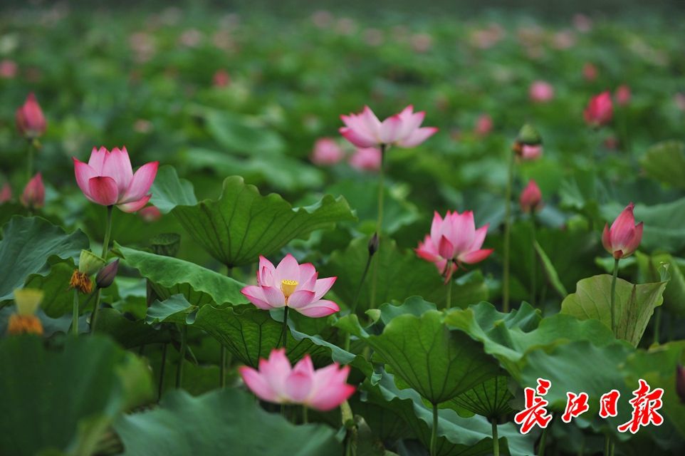 武漢公園荷花美成一幅畫