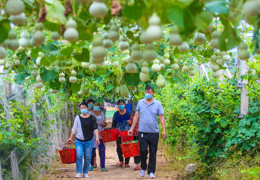 河南南陽：科技生態種植 助力鄉村振興
