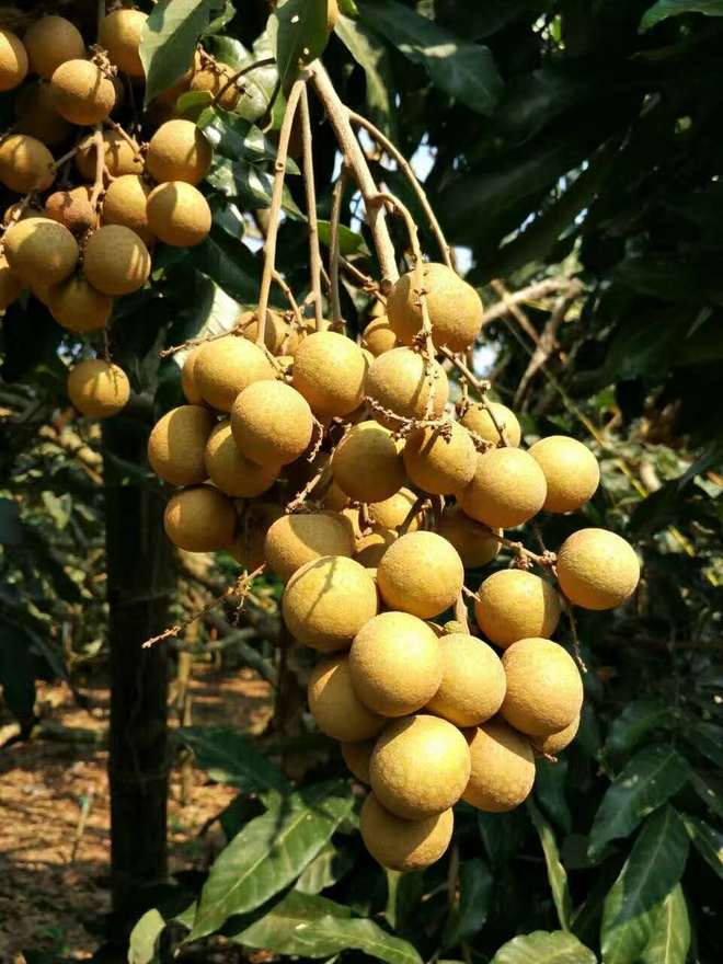 图片默认标题_fororder___172.100.100.3_temp_9500033_1_9500033_1_1_2f2911d1-fc24-4d1c-9423-798be527bf13