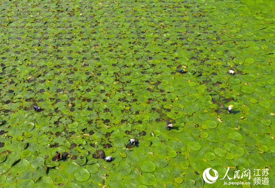 江苏淮安：芡实塘里蹚出致富路_fororder_7