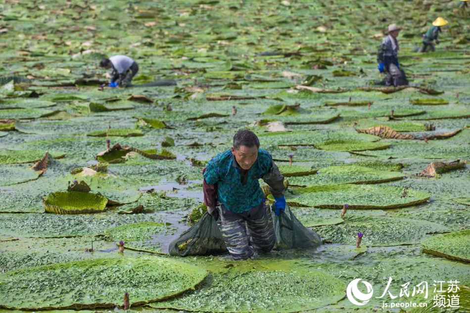 江苏淮安：芡实塘里蹚出致富路_fororder_4