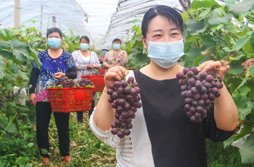 河南南陽：科技生態種植 助力鄉村振興