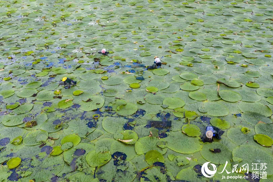 江苏淮安：芡实塘里蹚出致富路_fororder_1