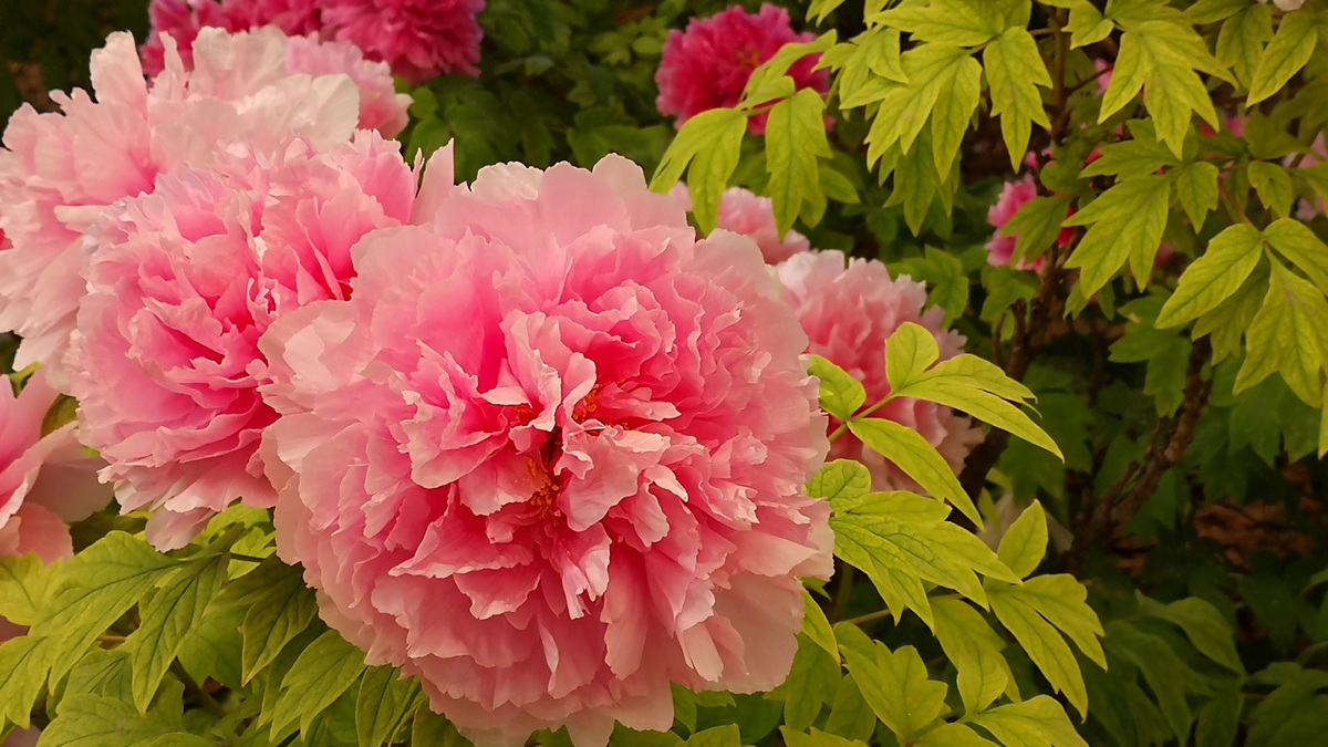 Peonies in peak bloom in central China's Henan Province_fororder_3971f06aacb84fddaa84588502f76e96
