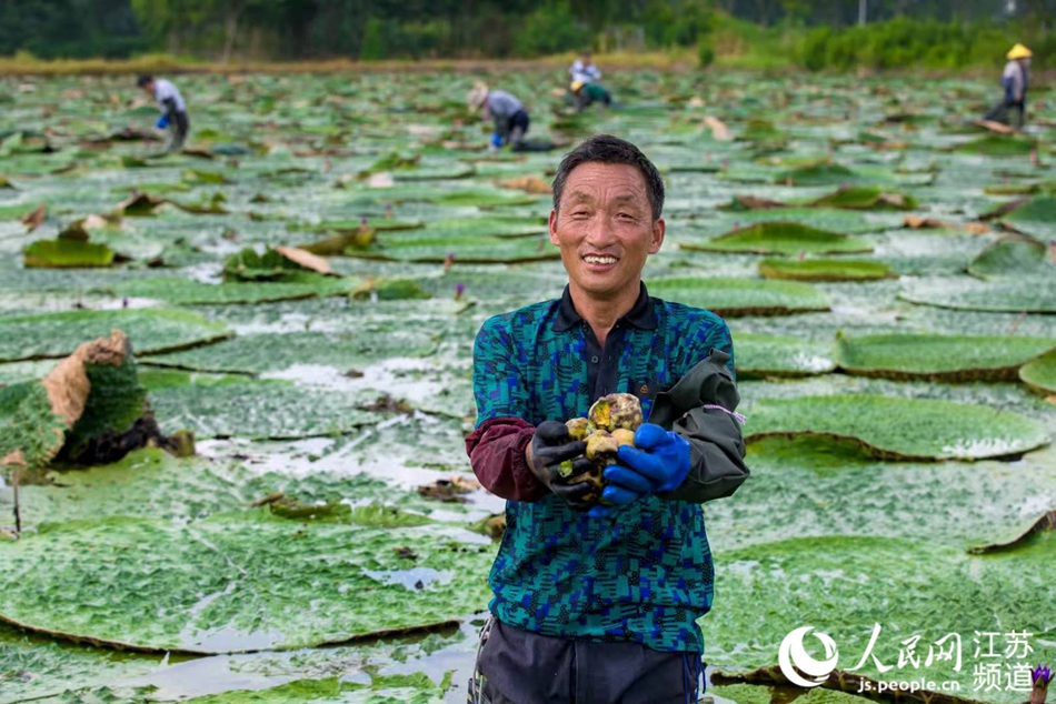 江苏淮安：芡实塘里蹚出致富路_fororder_3